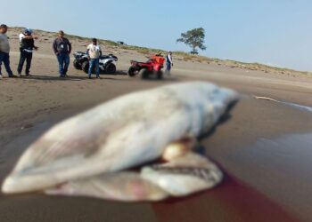 Hallan ballena muerta en Nautla, Veracruz: investigan causas y riesgo ambiental