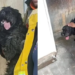Rescatan a perro en vías del Metro; Línea 9 sufre retrasos de hasta una hora
