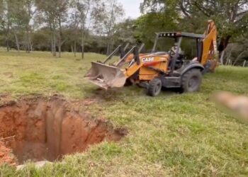Miles de reses mueren en Huimanguillo, Tabasco tras consumir alimento contaminado; ganaderos en crisis