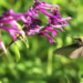 Descubren cinco nuevas especies de colibríes en el Bosque de Chapultepec
