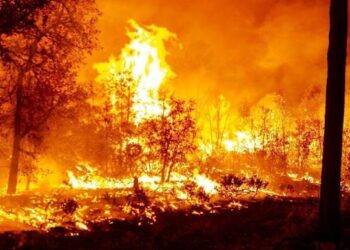 Hay 114 incendios activos en 23 estados; 38 mil hectáreas están afectadas: Protección Civil