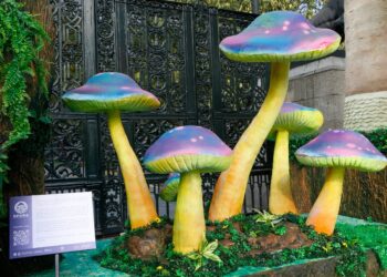 Spora Festival del Bosque de Chapultepec 2025: fechas, sedes y actividades que puedes hacer gratis