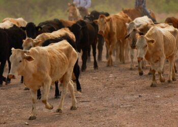 EE. UU. cierra otra vez frontera a ganado mexicano por nuevo caso de brote de gusano barrenador